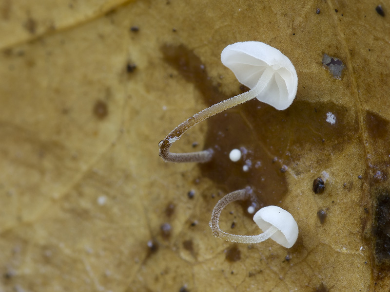 Marasmius epiphylloides